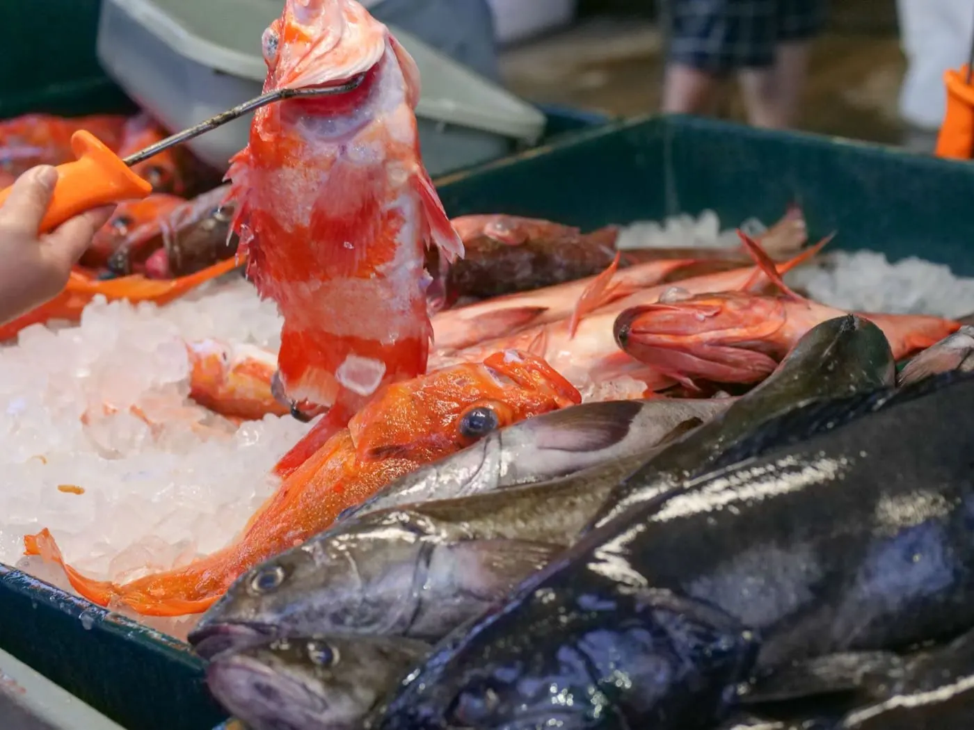 Il pesce fresco sul ghiaccio